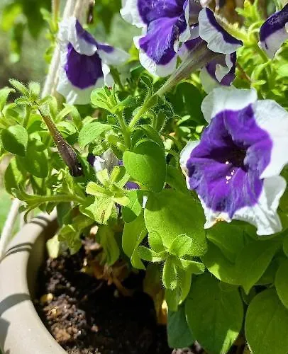 Lily Home_lefkada ~ Private * Kondaraíni